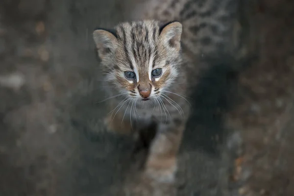 Амурский Лесной Кот Prionailurus Felis Bengalensis Euptilura Дальневосточный Лесной Кот — стоковое фото