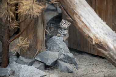 Amur Forest Cat (Prionailurus Felis Bengalensis Euptilura), the Far Eastern Forest Cat is a northern subspecies of the Leopard Bengal Cat. Small tiger mammal. First steps of a cute tiny kitten clipart