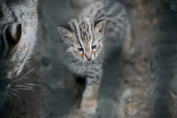 Amur Waldkatze Prionailurus Felis Bengalensis Euptilura Far Eastern Cat Ist — Stockfoto