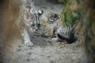 Amur Forest Cat (Prionailurus Felis Bengalensis Euptilura). Far Eastern Cat is a northern subspecies of Leopard Bengal Cat. Small tiger. First steps. Mother cat and little newborn kitten on the sand clipart