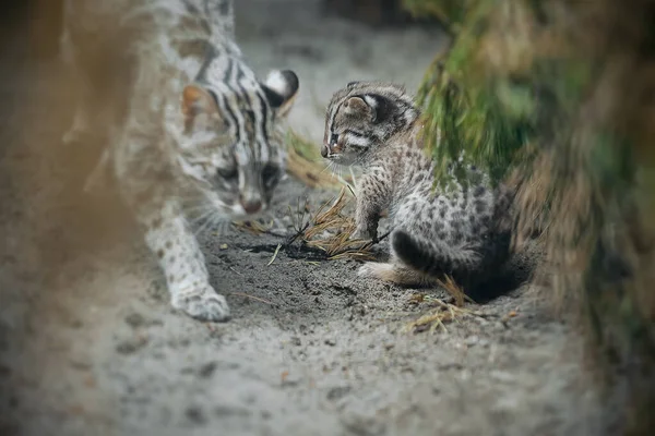 Amur Forest Cat (Prionailurus Felis Bengalensis Euptilura). Far Eastern Cat is a northern subspecies of Leopard Bengal Cat. Small tiger. First steps. Mother cat and little newborn kitten on the sand