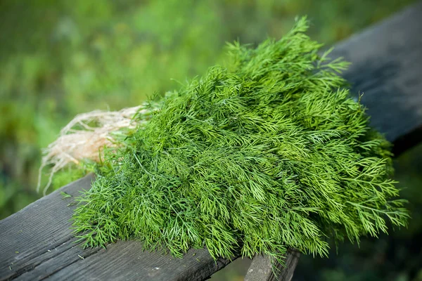 Büyük bir demet taze dereotu (Anethum Graveolens). Yıllık bitki (Apiaceae ailesi). Bitki yetiştiriyorum. Sağlıklı gıda üretmek için ekolojik tarım. Kış için güzel kokulu sebze hasadı.