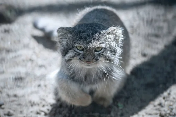 パラスの猫 オトコロブス マニュアル マヌルは中央アジアの草原やモンタネの草原に住んでいます 砂の上にかわいい毛皮の大人の男性の肖像画 狩りの本能 — ストック写真