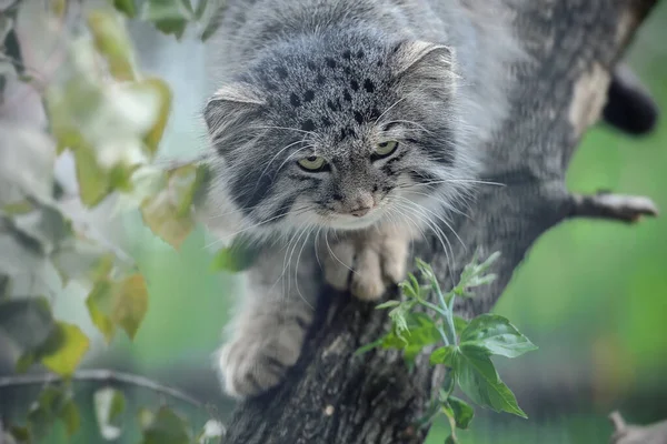 帕拉斯的猫 Oprotocol Obus Manul 曼努生活在中亚的草原和山地草原上 可爱的毛茸茸的成虫的肖像 猫坐在树枝上猎鸟 — 图库照片