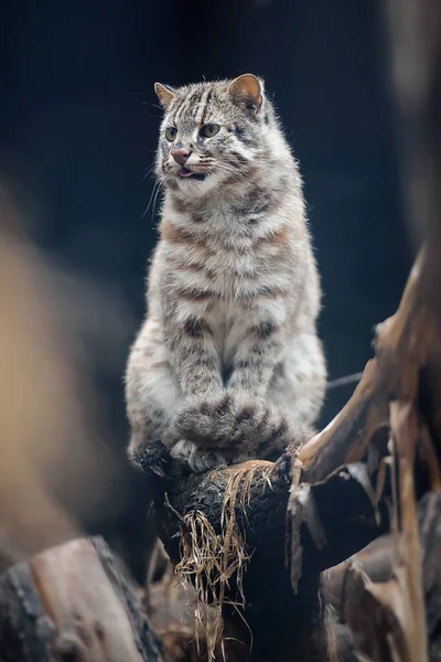 Portret Dorosłego Amur Forest Cat Prionailurus Felis Bengalensis Euptilura Far — Zdjęcie stockowe