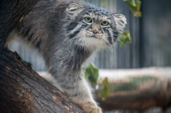 パラスの猫 オトコロブス マニュアル マヌルは中央アジアの草原やモンタネの草原に住んでいます 可愛い毛皮の大人の男性の肖像画 猫は木の枝に座って鳥を狩り — ストック写真