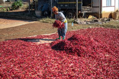 Shan State, Myanmar - 6 Ocak 2020: Yerel bir çiftçi, Kalaw ve Inle Gölü arasındaki bir çiftlikte güneşten güneşe acı biber dağıtıyor.