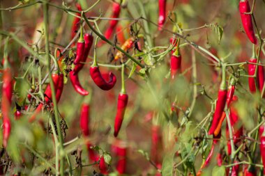 Kalaw ve Inle Gölü, Shan State, Myanmar arasındaki bir tarlada yetişen taze taze kırmızı biber.
