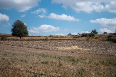 Yazın mavi gökyüzünün altında, Kalaw ve Inle Gölü, Shan State, Myanmar arasında güzel bir tarımsal pirinç ve mısır tarlası.