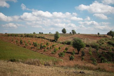 Güzel tarımsal pirinç ve kırmızı biber tarlaları mavi gökyüzünün altında ağaçlarla yaz boyunca Kalaw ve Inle Gölü, Shan State, Myanmar arasında bulutlarla