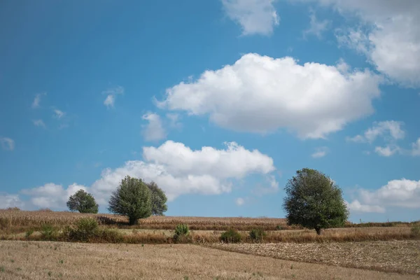 Een Prachtige Agrarische Rijst Maïsveld Onder Een Blauwe Lucht Tijdens — Stockfoto