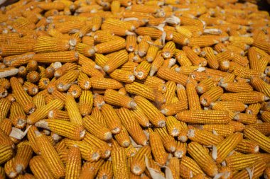 Myanmar 'da kırsal bir tarlada kurutulan organik mısır koçanları ve mısır tarlaları.