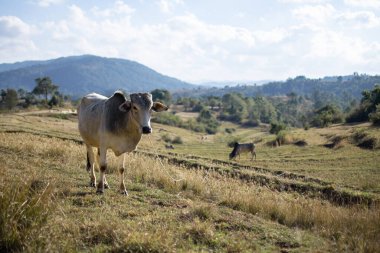 Kalaw ve Inle Gölü, Shan State, Myanmar arasındaki bir vadideki teraslı pirinç tarlalarında birkaç inek.