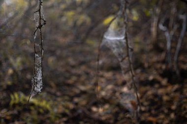 Örümcek ağı sabah çiğ taneleri ormanda asılı duruyor, Shan State, Myanmar
