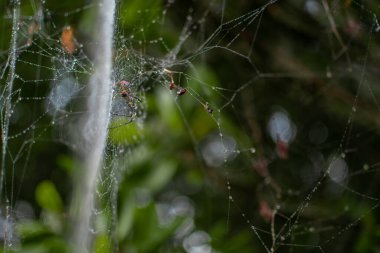 Örümceğin ağındaki örümcek ağıyla ormandaki çiğ damlaları uzun bacaklarına damlıyor, Shan State, Myanmar