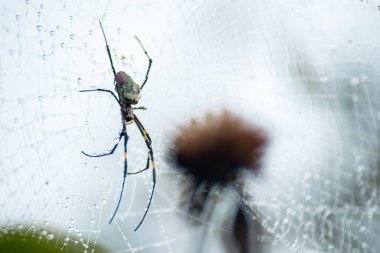 Ormandaki örümcek ağında bir örümceğin uzun bacaklarına çiğ damlaları düşer, Shan State, Myanmar