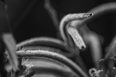 Çiy damlaları siyah-beyaz, Shan State, Myanmar gibi otların içinde kürklü bir gövdeye düşer.