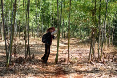 Shan State, Myanmar - 7 Ocak 2020: Buralı bir adam, Kalaw ile Inle Gölü arasındaki toprak yolda bir bambu ağacını teftiş ediyor.