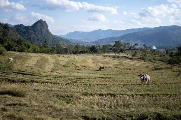 Kalaw ve Inle Gölü, Shan State, Myanmar arasındaki bir vadideki teraslı pirinç tarlalarında birkaç inek.