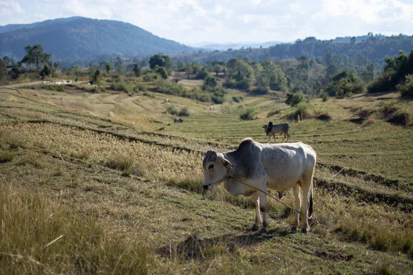 Kalaw ve Inle Gölü, Shan State, Myanmar arasındaki bir vadideki teraslı pirinç tarlalarında birkaç inek.