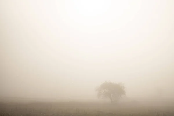 Single Tree Standing Distance Farm Field Heavy Early Morning Mist — Stock fotografie