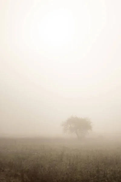 在缅甸掸邦喀劳和英勒湖之间的清晨浓雾中 一棵大树矗立在农场的远方 — 图库照片