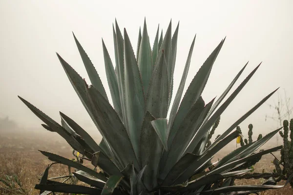 Una Sola Planta Agave Pie Campo Cultivo Pesada Niebla Mañana —  Fotos de Stock