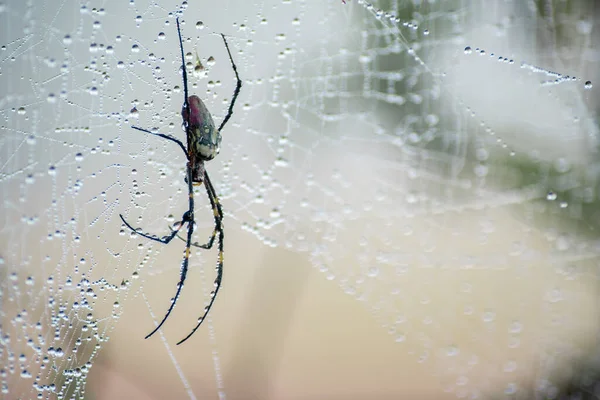 Közelkép Egy Pók Pókháló Erdőben Harmat Eső Csepp Hosszú Lábait — Stock Fotó