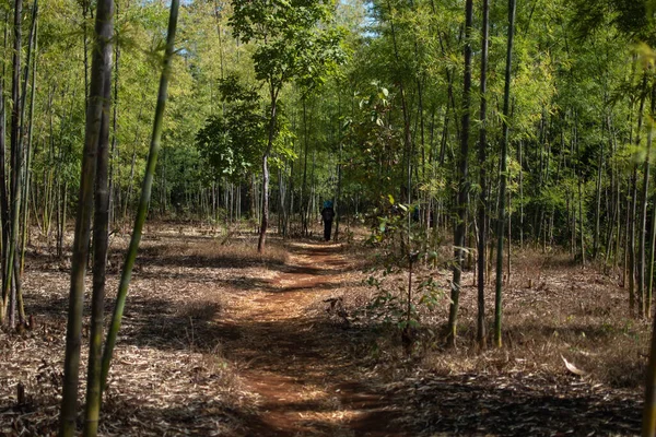 Mavi şapkalı bir adam, Myanmar eyaletindeki Kalaw 'dan Inle Gölü' ne yürürken toprak bir patikada bambu ormanında yürüyor.