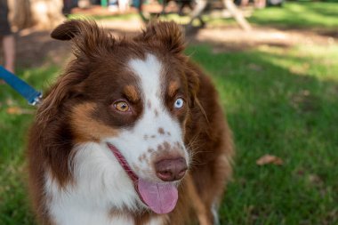 Avustralya sınırında tasmalı çoban köpeği 