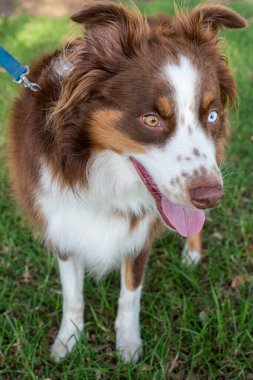 Avustralya sınırındaki mavi tasmalı çoban köpeği. 