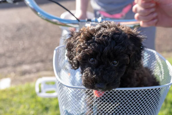 schnoodle puppy dog sitting in a bike basket