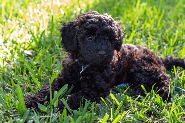 Schnoodle köpek yavrusu uzun çimenlerde uzanıyor. 