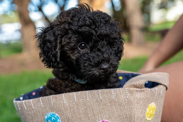 Schnoodle köpek yavrusu çantada oturuyor. Şirin görünüyor.