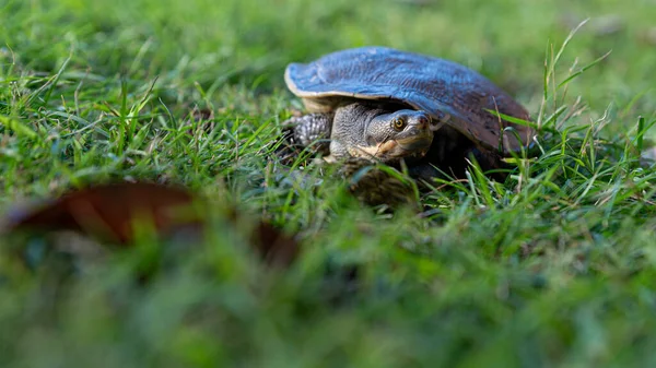 (Emydura Macquarii) Avustralyalı Murray nehir kaplumbağası