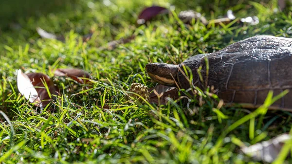 (Emydura Macquarii) Avustralyalı Murray nehir kaplumbağası