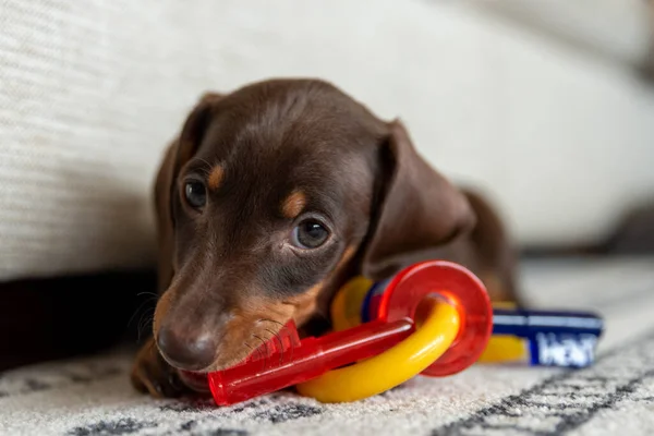 Mini dachshund köpeği kırmızı anahtarı çiğniyor.
