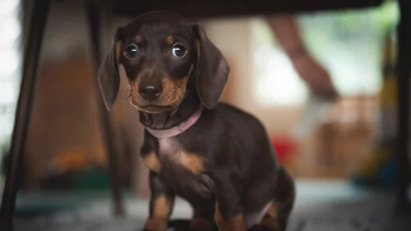 Minik dachshund köpeği sandalyenin altında çok tatlı görünüyor.
