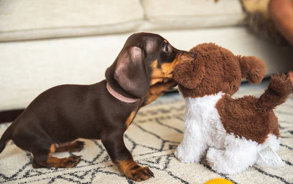Minik dachshund köpeği oyuncak bir köpekle oynuyor.