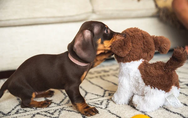 Mini Cachorro Dachshund Brincando Com Cachorro Brinquedo — Fotografia de Stock