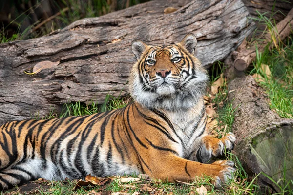 Sumatra kaplanı gürültüyü kontrol ediyor. 