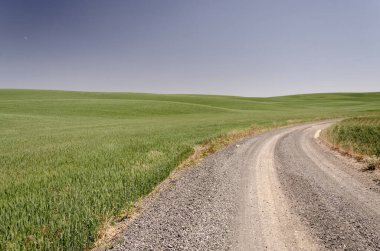 Her iki tarafında buğday tarlaları olan çakıl yolu dönüyor.