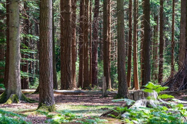 Orman yapan sekoya ağacı.