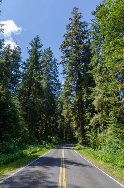 Bir ormandaki boş yol