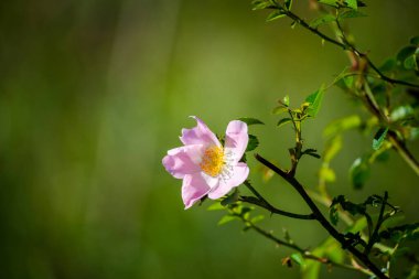 Baharda çiçek açan elma ağacı