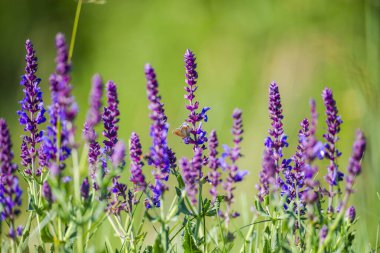 Sahadaki güzel çiçeklerin yakın görüntüsü