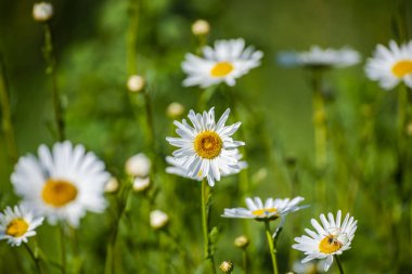 Sahadaki güzel papatya çayının yakın görüntüsü