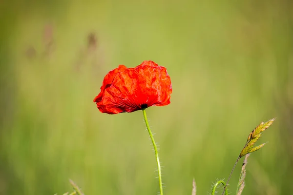 Червоні Макові Квіти Зеленому Фоні — стокове фото