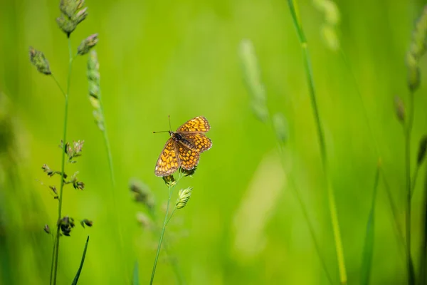 Beau Papillon Sur Herbe Verte — Photo