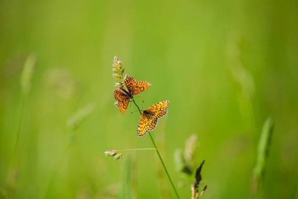 Beautiful Butterflies Green Grass — Stock Photo, Image
